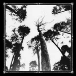 ANCESTORS BLOOD ''When the Forest Calls''