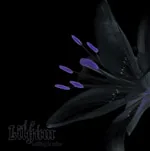 LILYUM ''Nothing Is Mine''