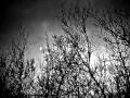Xasthur - Walker Of Dissonant Worlds