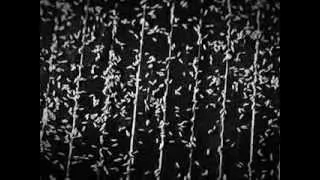 Goregast  - Covered In Skin
