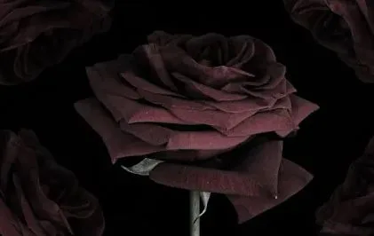So Much Hope, Buried - Rose Eyes (Video)