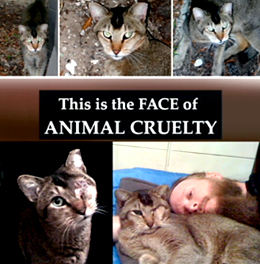 help_cats